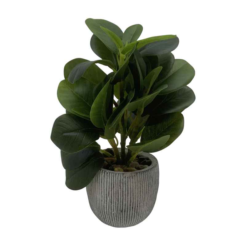 [HF0358] Planta de hojas verdes de peperomia, con maceta de cemento