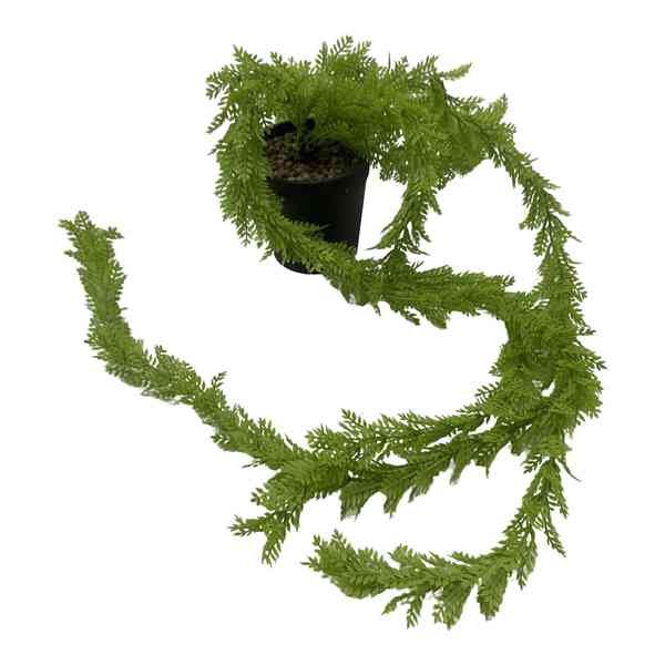 Planta de hojas verdes colgantes, con maceta