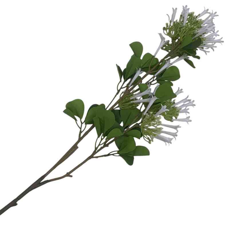 Ramo de flores jazmín de madagascar