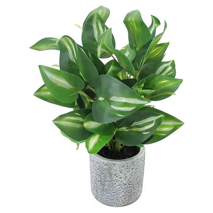Planta de hojas verdes de Hosta, en maceta