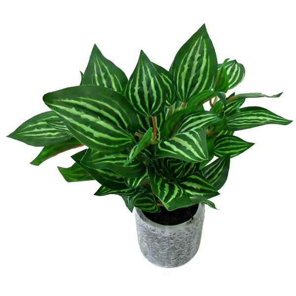 [HF0392] Planta de hojas verdes de tetragona, en maceta
