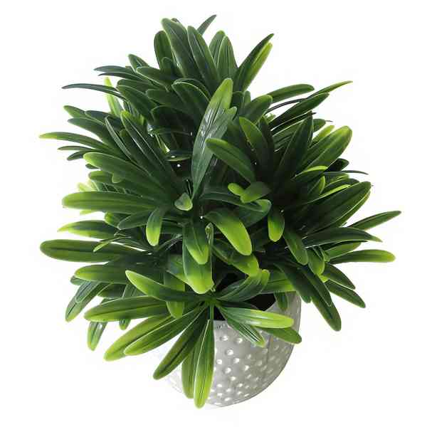 [HF0395] Planta de hojas verdes de euphorbia, en maceta