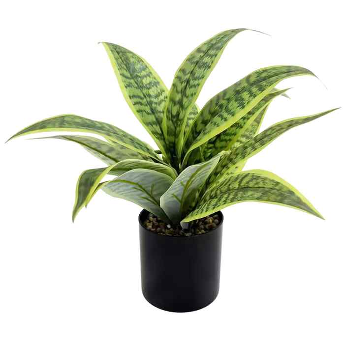 [HF0396] Planta de hojas verdes, sanseviera, en maceta
