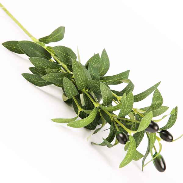 [HF0404] Planta de hojas verdes de olivo