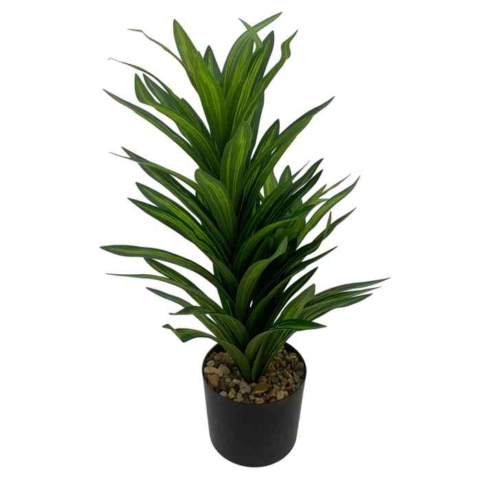Planta de hojas verdes de drácena, con maceta de plástico