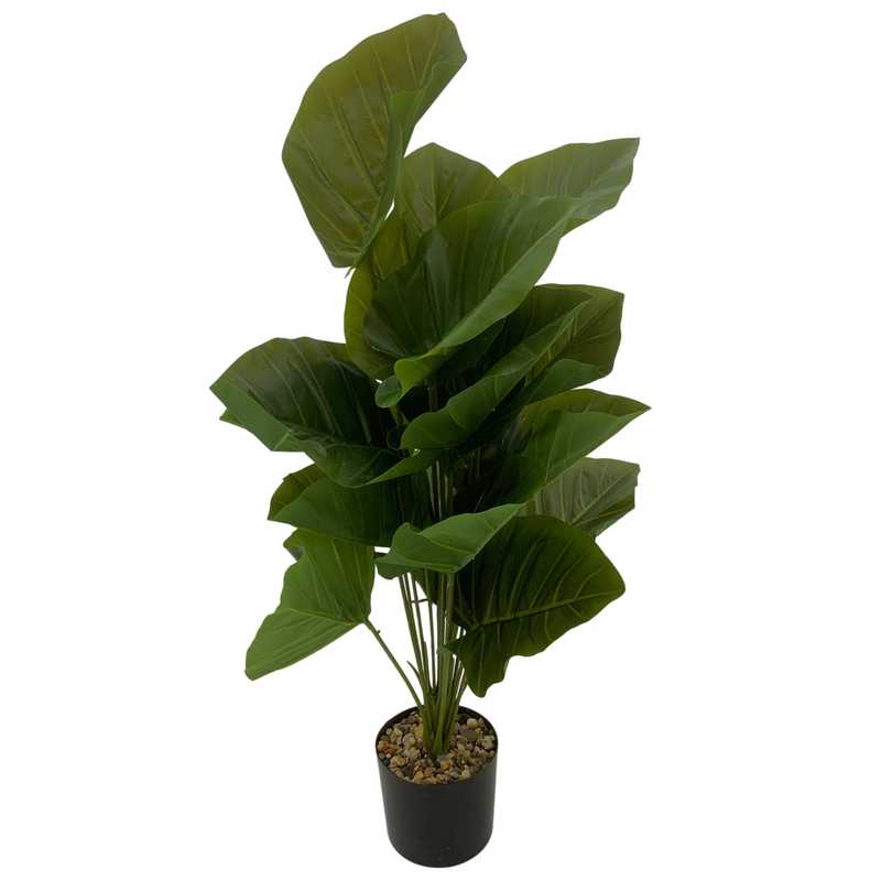 [HF0411] Planta de hojas verdes de alocasia, con maceta de plástico