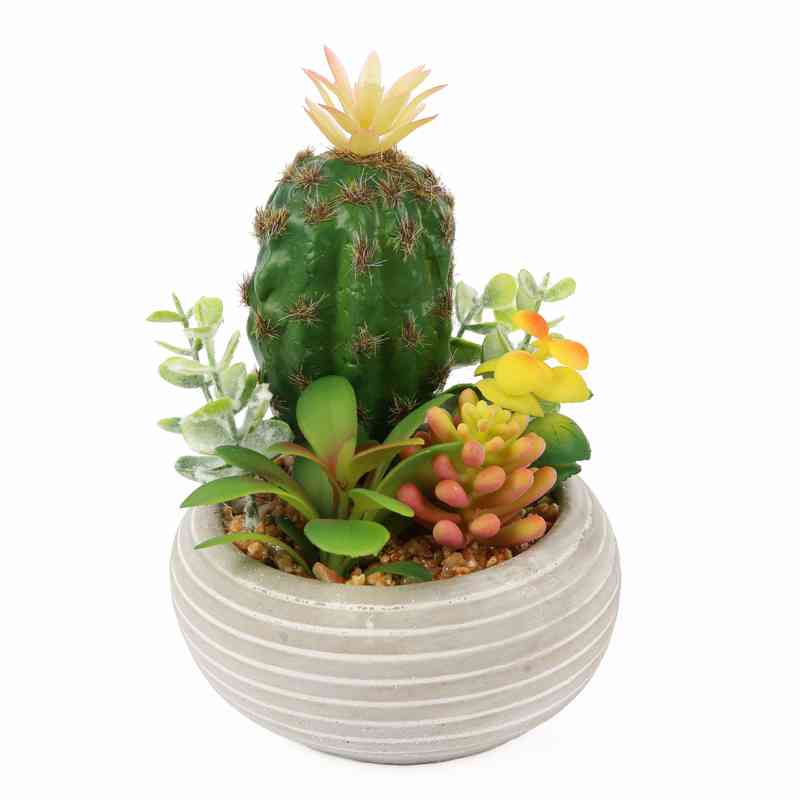 [HF0421] Planta cactus suculenta, en maceta, varios colores