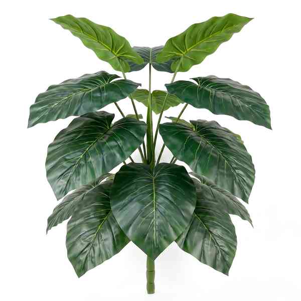 Planta de 18 hojas verdes de alocasia