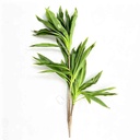 Planta drácena