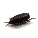 Animales de plástico cucaracha con movimiento, en blister