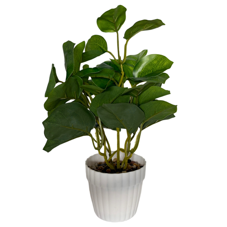 [HF0442] Planta de hojas verdes de árbol lira, maceta de plástico