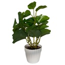 Planta de hojas verdes de ficus, maceta de plástico